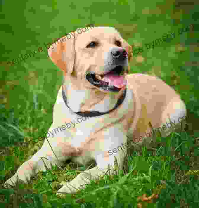 A Beautiful Labrador Retriever With A Warm And Loving Gaze Emma And I: The Beautiful Labrador Who Saved My Life