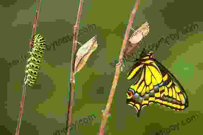 A Caterpillar Transforming Into A Butterfly Dos Tres Cuatro PS Mathew