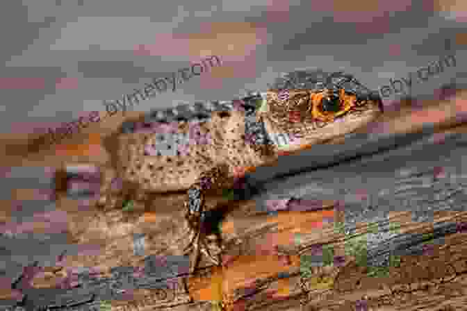 A Close Up Of A Pink Eyed Crocodile Skink Pink Eyed Crocodile Skink : The Ultimate Guide On All You Need To Know About Pink Eyed Crocodile Skink Breeding Feeding Housing Tank Care Habitat Temperament Diet Health Lifespan Disease