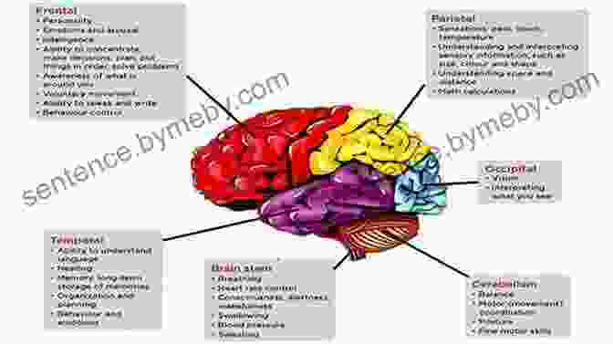 A Diagram Of The Brain, Showcasing Different Regions Responsible For Specific Cognitive Functions Such As Language, Memory, And Attention. The Student S Guide To Cognitive Neuroscience