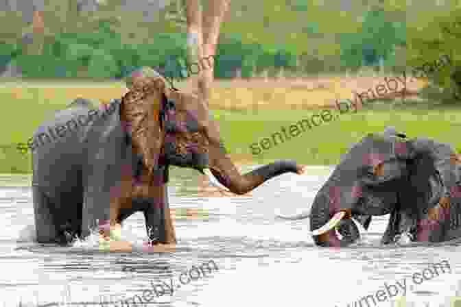 A Family Of Elephants Gracefully Crossing A River, Showcasing Their Close Bonds And The Importance Of Water In The African Wilderness South African Eden James Stevenson Hamilton