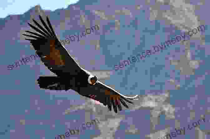 A Majestic Andean Condor Soaring Through The Andean Mountains Birds Of Peru (Pocket Photo Guides)