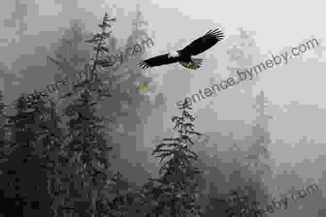 A Majestic Bald Eagle Soaring Over The Alaskan Wilderness Once Upon A Time In Hoonah