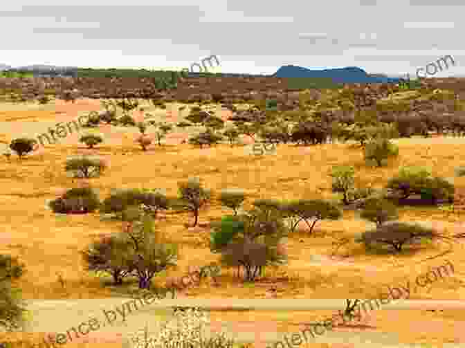 A Panoramic View Of The African Bushveld Healing Rhinos And Other Souls: The Extraordinary Fortunes Of A Bushveld Vet