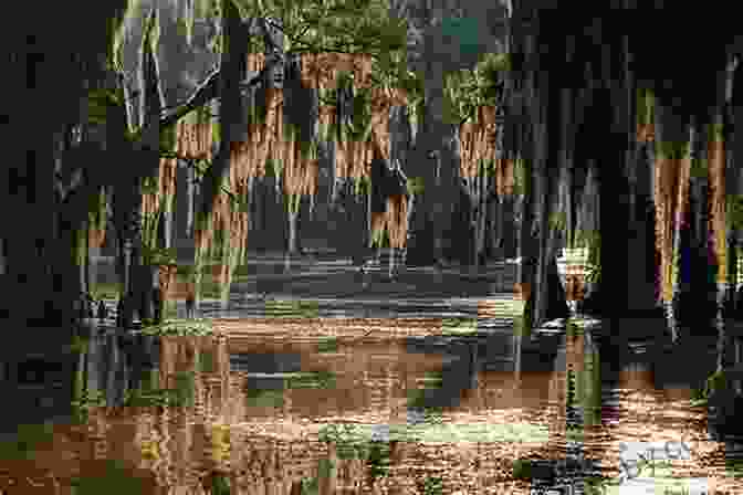 A Panoramic View Of The Cajun Coast Landscape, Featuring A Bayou, Marshes, And Cypress Trees. Bayou Farewell: The Rich Life And Tragic Death Of Louisiana S Cajun Coast (Vintage Departures)