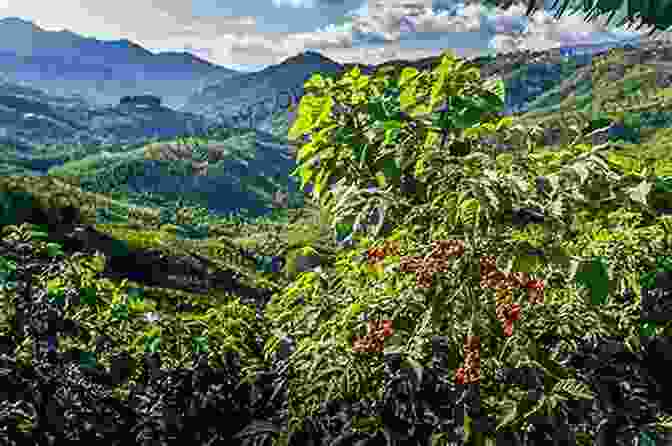 A Photograph Of A Coffee Plantation In Costa Rica Costa Rica And New Granada: An Inquiry Into The Question Of Boundaries Which Is Pending Between The Two Republics Aforesaid : With A Map For The Better To Which An Appendix Has Been Added