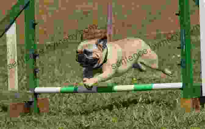 A Pug Gracefully Leaping Over An Agility Hurdle Pug S Got Talent: A Branches (Diary Of A Pug #4)