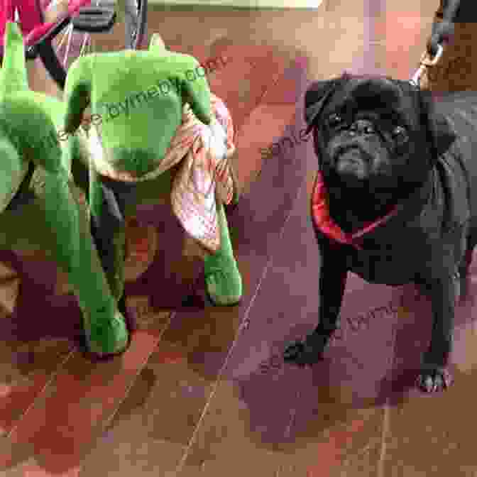 A Pug Performing A Hilarious Stand Up Routine Before An Adoring Audience Pug S Got Talent: A Branches (Diary Of A Pug #4)