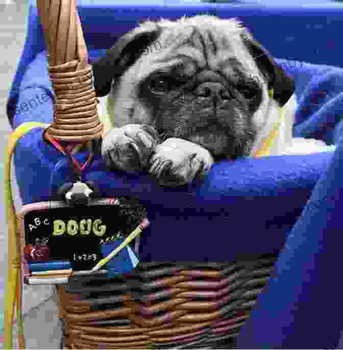 A Pug Providing Comfort And Support As A Therapy Dog To A Child In Need Pug S Got Talent: A Branches (Diary Of A Pug #4)