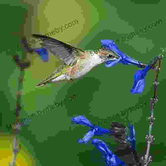 A Tiny Hummingbird Sipping Nectar From A Flower In The Peruvian Rainforest Birds Of Peru (Pocket Photo Guides)