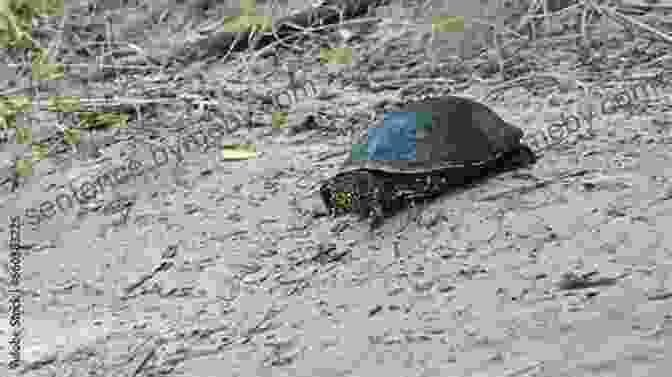 A Tortoise Crawls Slowly Towards A Bustling Fair The Tortoise And The Fair