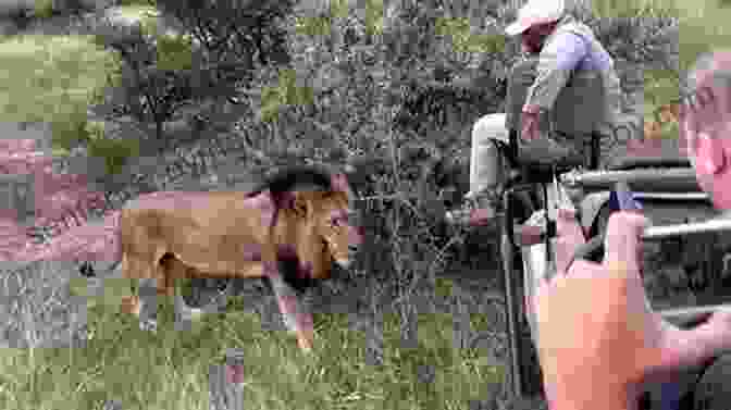 A Veterinarian Examines A Lion In The African Bush Healing Rhinos And Other Souls: The Extraordinary Fortunes Of A Bushveld Vet