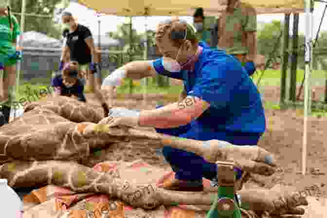 A Veterinarian Treats An Injured Animal In The African Bushveld Healing Rhinos And Other Souls: The Extraordinary Fortunes Of A Bushveld Vet