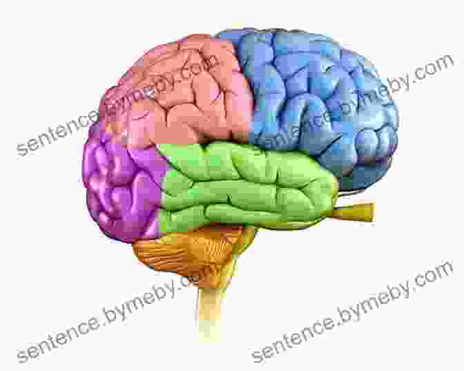 An Illustration Of A Human Brain With Different Areas Highlighted, Representing Various Cognitive Functions. The Student S Guide To Cognitive Neuroscience