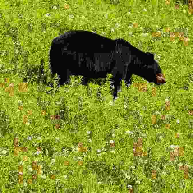 Black Bear Foraging In A Field With Lush Vegetation Moon North Carolina: With Great Smoky Mountains National Park (Travel Guide)