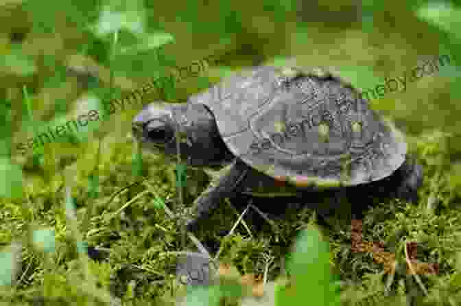 Caroline The Painted Turtle, A Young And Curious Turtle With Vibrant Markings Caroline The Painted Turtle: The Journey Begins