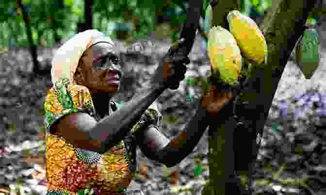 Cocoa Plantation In Ghana King Ghartey IV: Innovative 19th Century Merchant