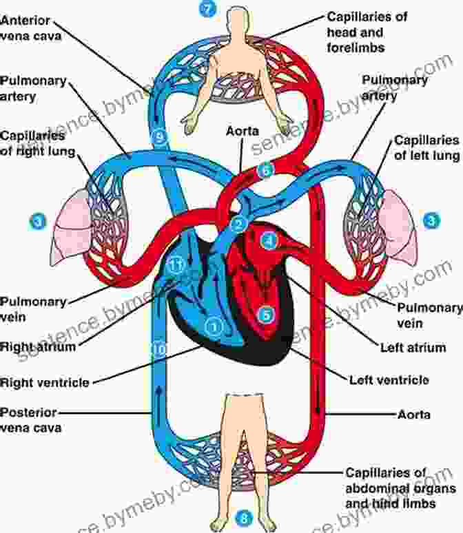 Diagram Of The Cardiovascular System Physiological Aspects Of Sport Training And Performance