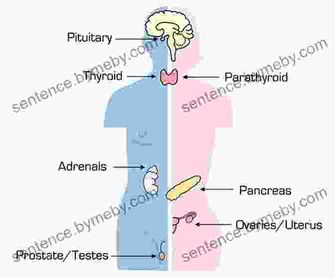 Diagram Of The Endocrine System Physiological Aspects Of Sport Training And Performance