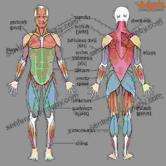 Diagram Of The Muscular System Physiological Aspects Of Sport Training And Performance