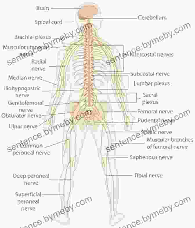 Diagram Of The Nervous System Physiological Aspects Of Sport Training And Performance