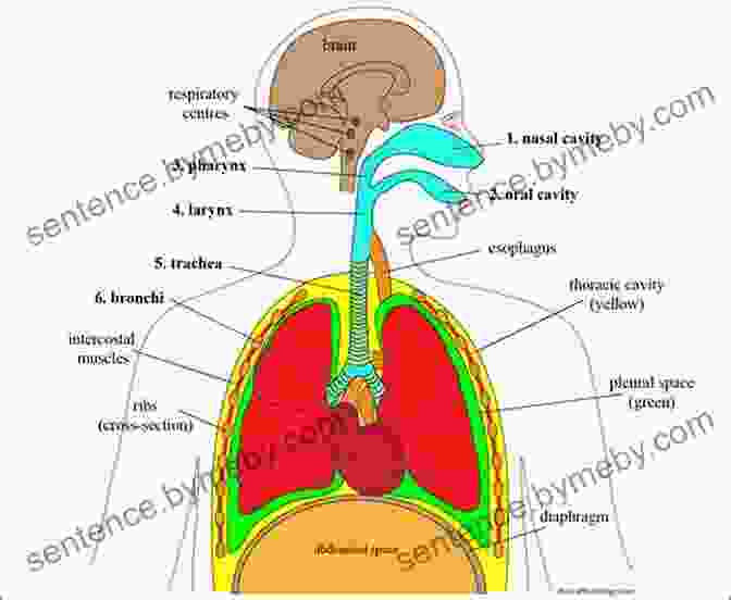 Diagram Of The Respiratory System Physiological Aspects Of Sport Training And Performance