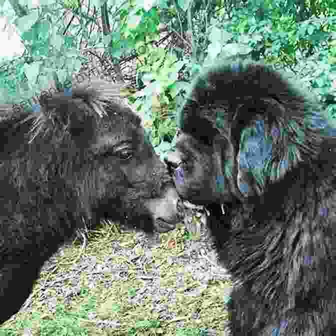 Ellie And Her Adorable Puppy, A Symbol Of Their Enduring Bond Ellie S Story: A Puppy Tale