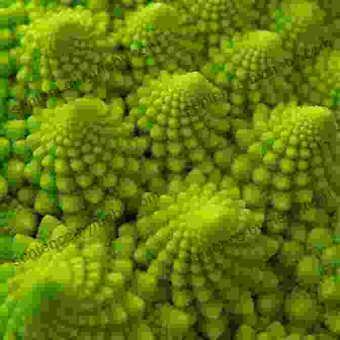 Fractals In Nature Fractals: On The Edge Of Chaos