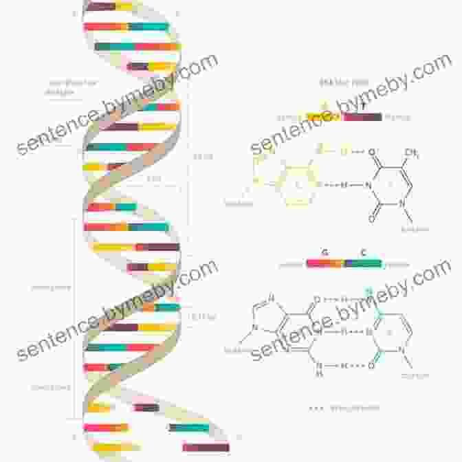 Illustration Of The Double Helix DNA Structure The Annotated And Illustrated Double Helix