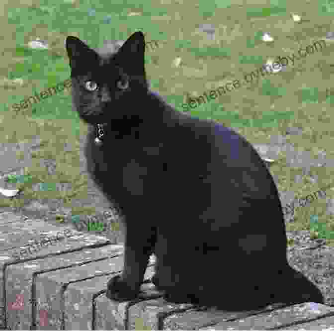 Katt, A Sleek And Cunning Black Cat Katt Vs Dogg James Patterson