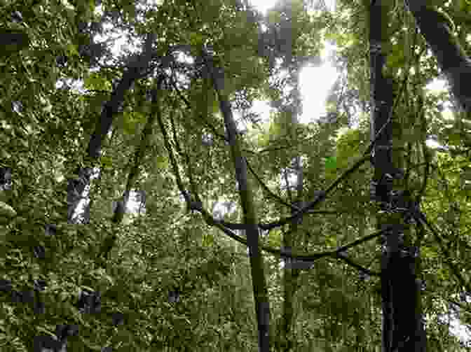 Lush El Palmito Rainforest With Giant Trees And Abundant Vegetation Turismo En El Sur De Sinaloa