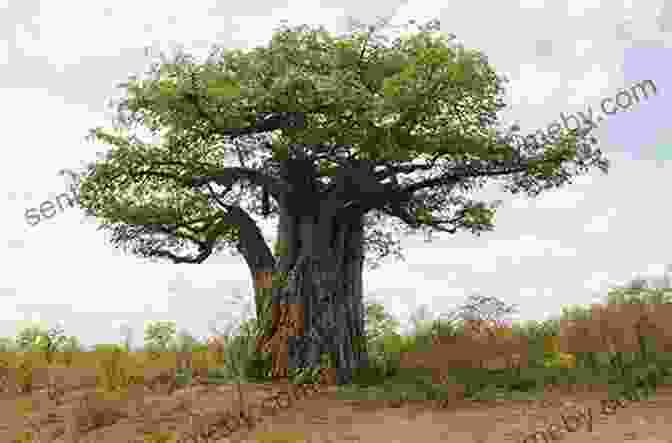 Panoramic View Of Kruger National Park's Vast Savanna With Majestic Baobab Trees In The Foreground South African Eden James Stevenson Hamilton