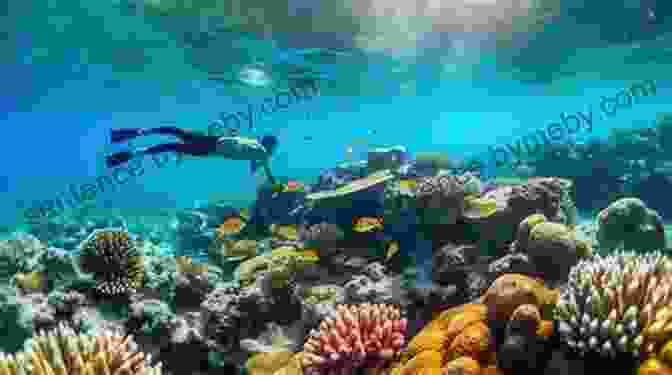 Snorkelers Exploring The Vibrant Coral Reefs Of The Great Barrier Reef Travels With My Rant (Edge S Traveller S Tales 1)