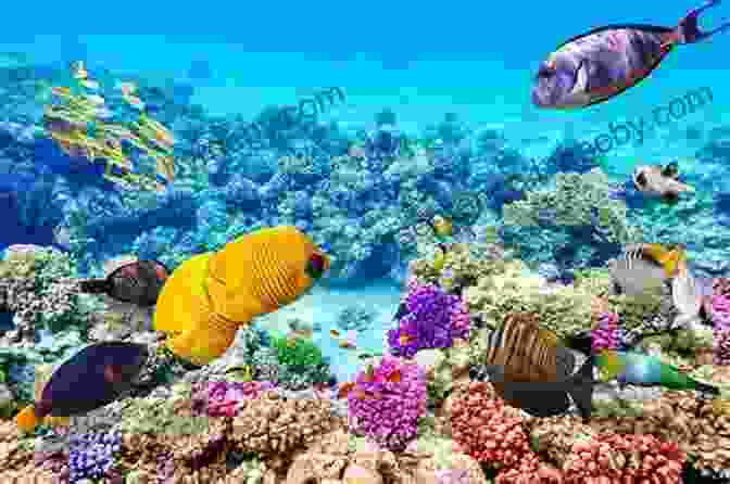 The Vibrant Coral Gardens And Diverse Marine Life Of The Belize Barrier Reef Belize The Little English Paradise