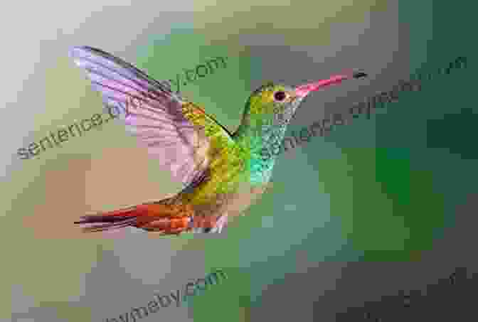 Vibrant Hummingbird In Flight Wildlife Of Ecuador: A Photographic Field Guide To Birds Mammals Reptiles And Amphibians (Wildlife Explorer Guides)